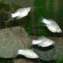 freshwater fish - poecilia velifera - platinum lyretail molly stocking in 75 gallons tank - Silver Molly Group