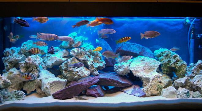 70 gallons freshwater fish tank (mostly fish and non-living decorations) - my tank