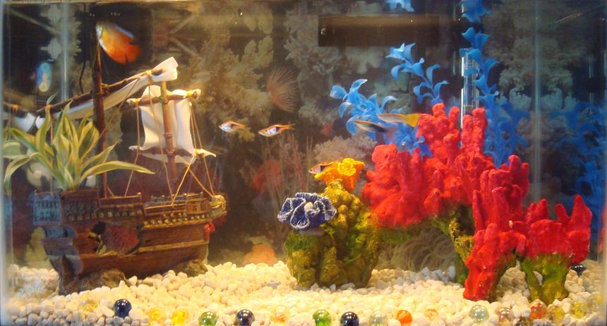 Rated #2455: Freshwater Fish - Colisa Lalia - Flame Dwarf Gourami Stocking In 10 Gallons Tank - 10 gallon freshwater  tank with 1 Dwarf Gourami, 4 Rasboras, and 2 Male Guppies