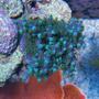 corals inverts - acropora tortuosa - blue tortuosa stocking in 75 gallons tank - Top Down shot of Blue Tortuosa