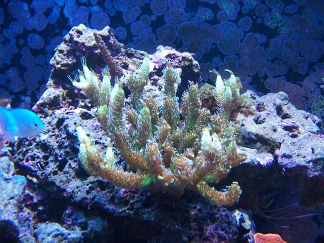 corals inverts - acropora sp. - nathan's green millepora stocking in 75 gallons tank - Green Mille