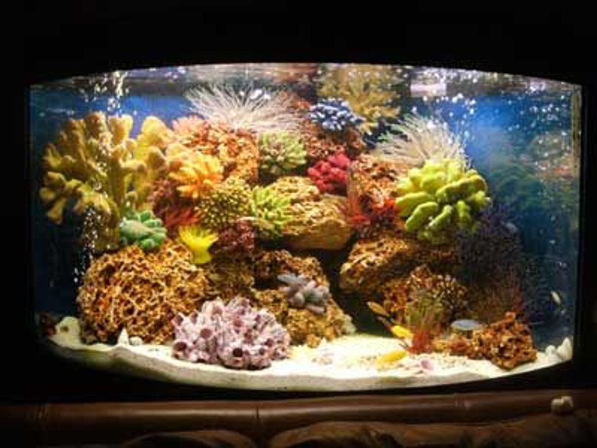 42 gallons reef tank (mostly live coral and fish) - Malawi corner tank, with artificial coral
