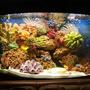 42 gallons reef tank (mostly live coral and fish) - Malawi corner tank, with artificial coral