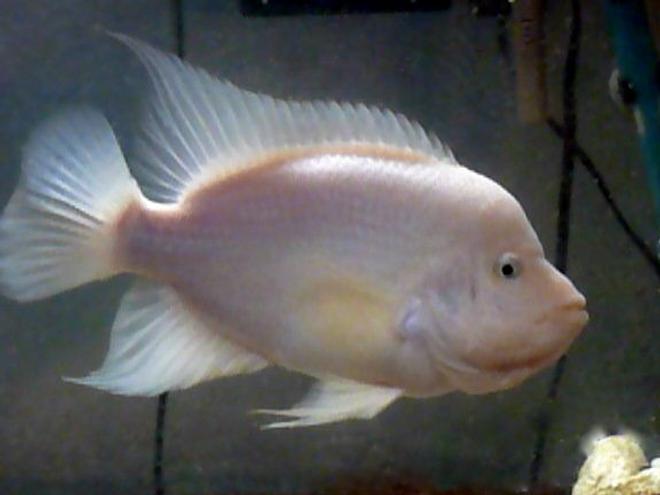 freshwater fish - amphilophus labiatus - red devil stocking in 46 gallons tank - This is Mango, my 10'' Red Devil Cichlid.  He lives alone in a 46g bow front.  I also have two more community tanks.  My first tank is a 20g cichlid community tank with a Green terror, and Electric a Yellow, a Bumble bee, and a Zebra.  My last tank is a 29g Tropical community tank.  It holds 20 fish including  two Silver Dollars, a Red-tailed Sharks, a Glass Fish, an African Cichlid, two Sunset Pladdies, three Upside-down Catfish, Three Goldfish (saved from Mango), a Clown Loach, a Sucker Fish, two Black Mollies, and a Leaf Fish.