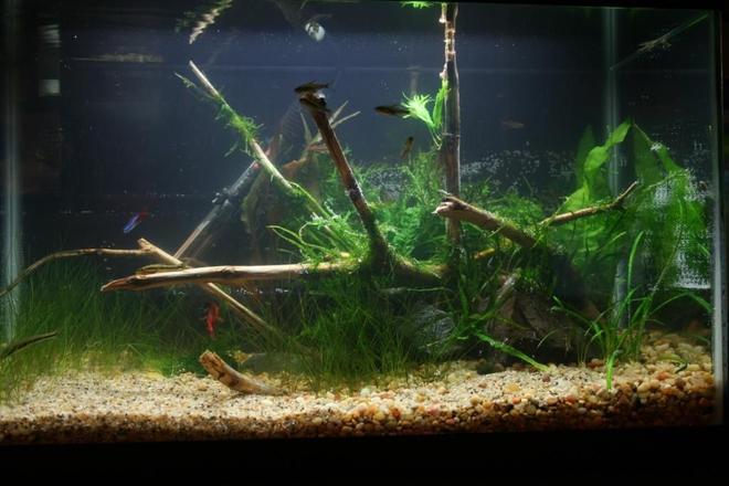 10 gallons planted tank (mostly live plants and fish) - new set up . 1 day old at the time of the picture