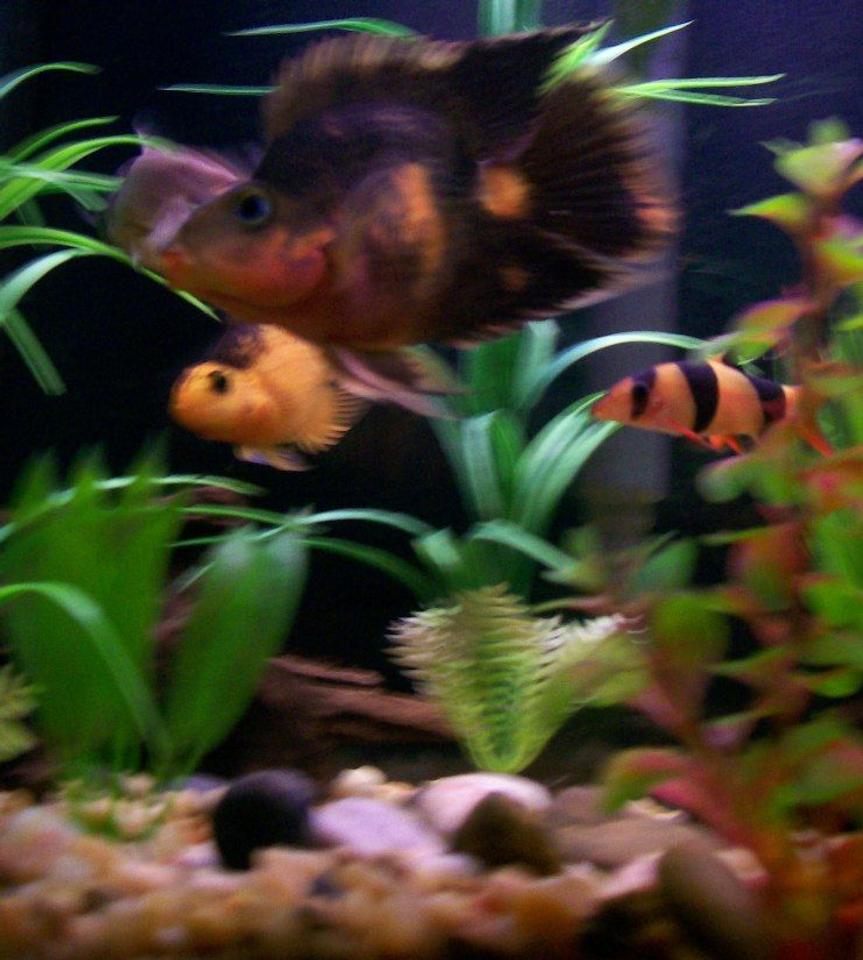Rated #2452: Freshwater Fish - Botia Macracantha - Clown Loach Stocking In 35 Gallons Tank - A tank full of friends. 2 parrots, 1 of the yoyos and 1 of the clowns.