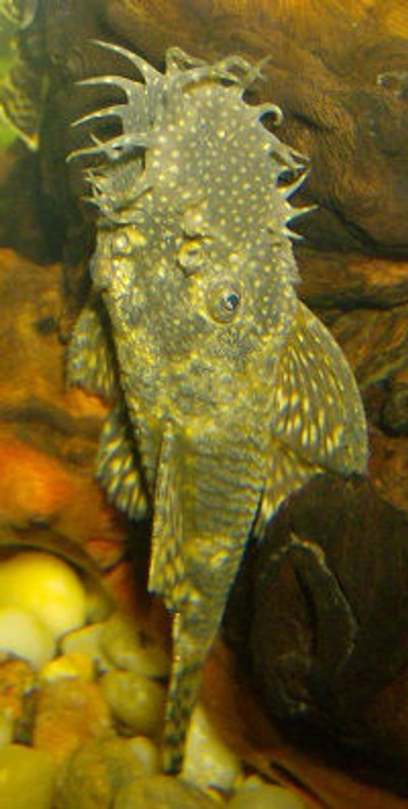 freshwater fish - ancistrus sp. - bushy nose pleco l-144 stocking in 125 gallons tank - Frankie the Bristlenose pleco! He's the daddy to several clutches of fry.