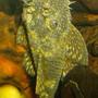 freshwater fish - ancistrus sp. - bushy nose pleco l-144 stocking in 125 gallons tank - Frankie the Bristlenose pleco! He's the daddy to several clutches of fry.