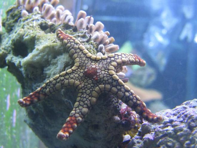 corals inverts - fromia sp. - marble sea star stocking in 125 gallons tank - Marble Sea Star, my newest addition