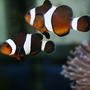 saltwater fish - amphiprion ocellaris var. - black & white ocellaris clownfish stocking in 40 gallons tank - clown fish. We've named them Brad and Ang...why? because they're both a pair of clowns.