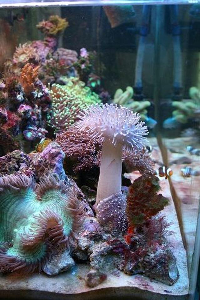 corals inverts - catalaphyllia jardinei - elegance coral stocking in 40 gallons tank - It would take a long time to list all the coral we have....