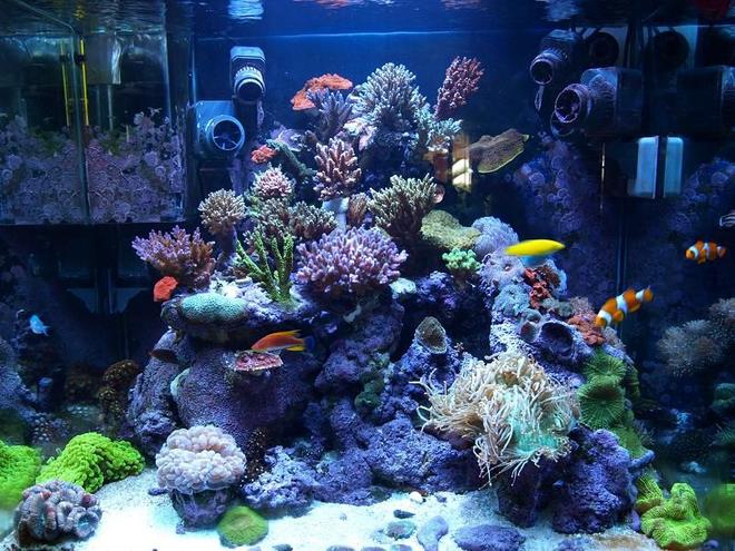 corals inverts - catalaphyllia jardinei - elegance coral stocking in 100 gallons tank - SPS Dominated Reef tank