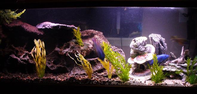 125 gallons freshwater fish tank (mostly fish and non-living decorations) - 125 all male