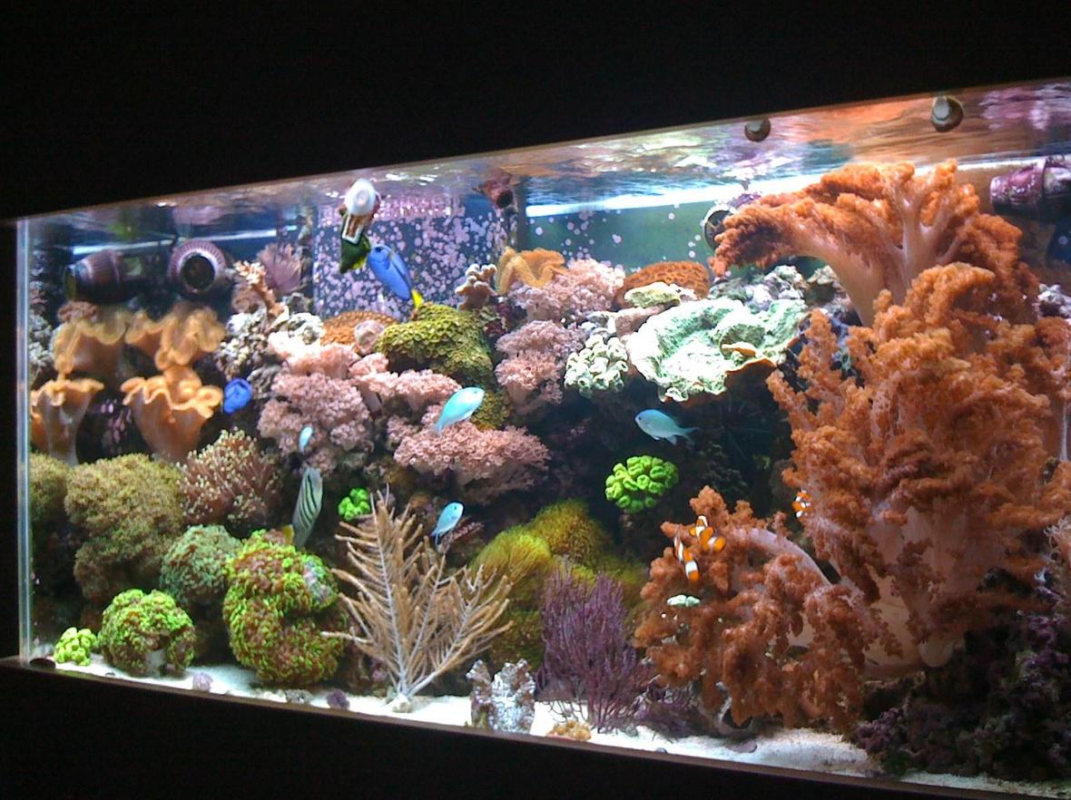 90 gallons reef tank (mostly live coral and fish) - 90 gallon reef tank