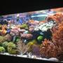 90 gallons reef tank (mostly live coral and fish) - 90 gallon reef tank