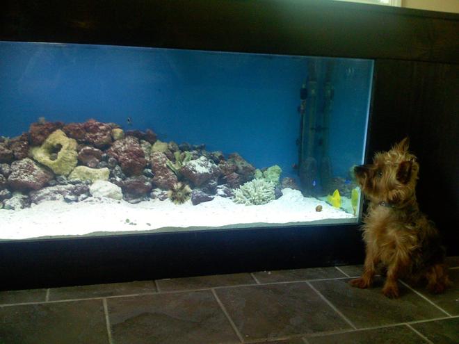 saltwater fish - zebrasoma flavescens - yellow tang - hawaii stocking in 180 gallons tank - My dog checkin out the tang.