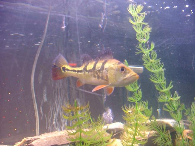 freshwater fish - cichlia ocellaris - peacock bass (ocellaris) stocking in 55 gallons tank - this is in memory of my bass
he died on my 31st birthday 02-20-09.
R.I.P.