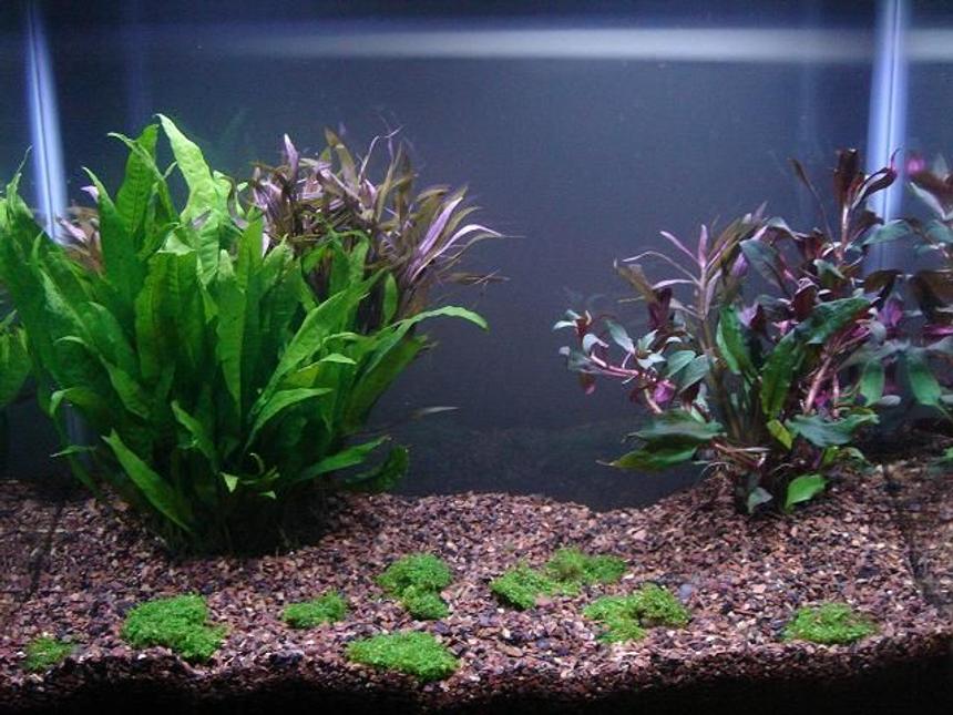 Rated #204: 53 Gallons Planted Tank
