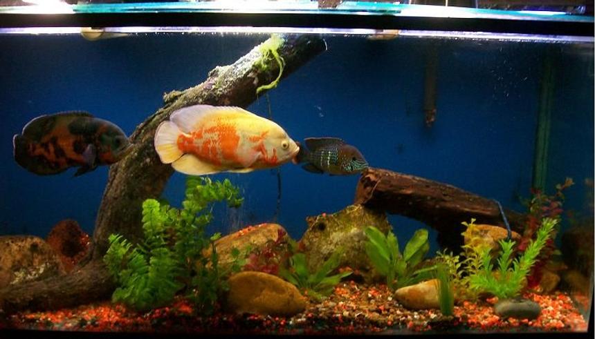Rated #53: Freshwater Fish - Astronotus Ocellatus - Albino Oscar Stocking In 120 Gallons Tank - i have 2 oscar fishes and a green terror cichild  the tank dimensions are 140 large  60 tall and 50 wide  all cm  
lighting : is flurecent light around 220 watts 
Filtration Aqua clear 70 filter