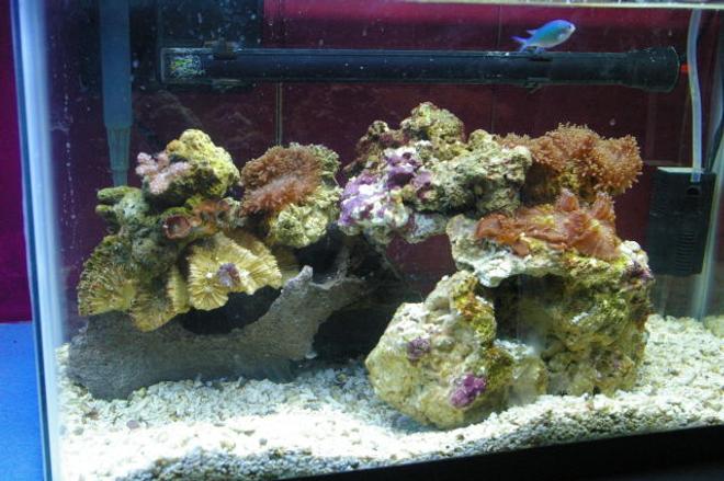 75 gallons reef tank (mostly live coral and fish) - 10 gallon reef tank