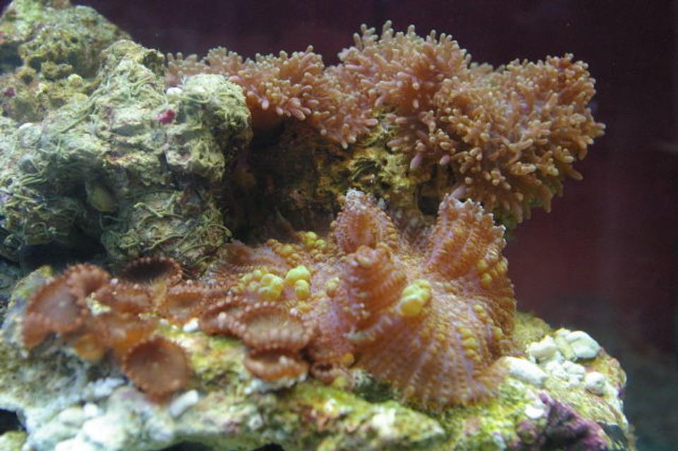 corals inverts - rhodactis inchoata - bullseye mushroom stocking in 75 gallons tank - mushrooms and some zoo's