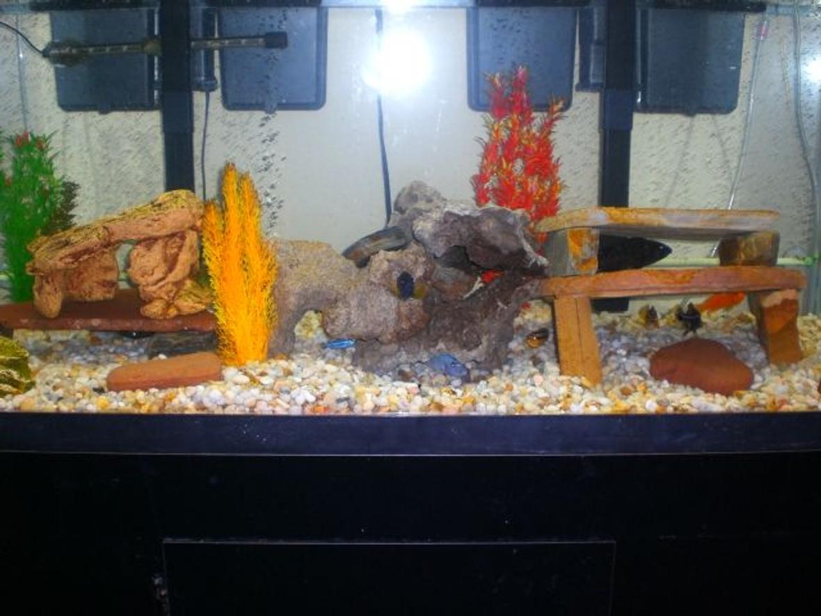 75 gallons freshwater fish tank (mostly fish and non-living decorations) - 2 month old 75 gallon African Cichlid Tank. A work in Progress!!!! Need More Fish and More Lace Stone.