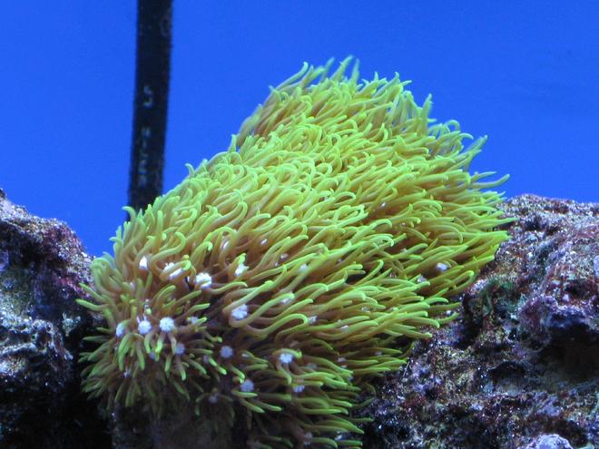 corals inverts - briareum sp. - starburst polyp stocking in 55 gallons tank - Green Star Polyop