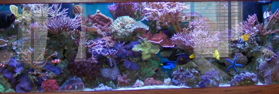 corals inverts - montipora capricornis - montipora capricornis, red/orange stocking in 125 gallons tank - 125 Gallon - 6 width x 18 depth x 24 height with a 55 gallon refugium underneath.  4 x 175 watt Metal Halide - 14k's, 9 Moonlights, 2 x 6ft VHO's.  I have a phosphate reactor, Aquamedic Turboflotor Protein Skimmer, Knop Calcium reactor w/ Milwalkee PH monitor, Ozonizer - Red Sea, Pinpoint PH monitor, 2 x Tunze  6100 streams w/multi-controller.  R/O waterAll supreme mag pumps and a hp Coralife Chiller.