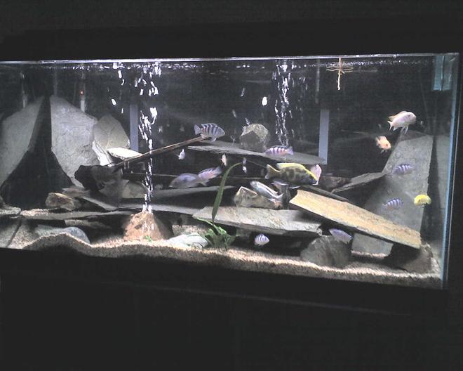 100 gallons freshwater fish tank (mostly fish and non-living decorations) - Tank#1