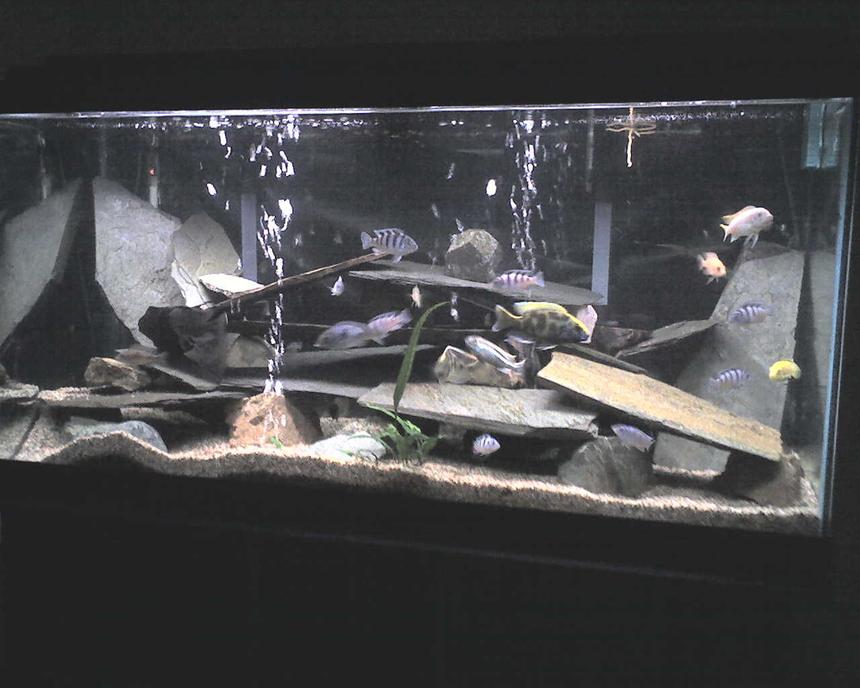 Rated #2008: 100 Gallons Freshwater Fish Tank - Tank#1