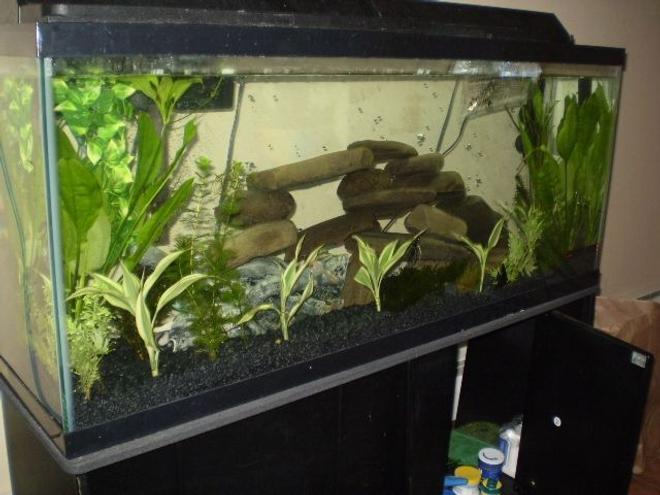 55 gallons planted tank (mostly live plants and fish) - planted around the front and side, with rocks from outside