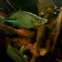freshwater fish - melanotaenia splendida - australian rainbow stocking in 46 gallons tank - One of my rainbow fish. What Kind? Well...that is quite debatable. Said to be a hybrid of multisquamatus and wanamensis. Who knows for sure?
