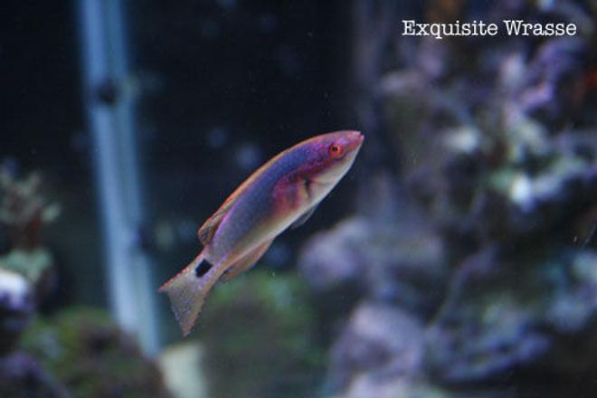 saltwater fish - cirrhilabrus exquisitus - exquisite wrasse stocking in 120 gallons tank - Exquisite Wrasse