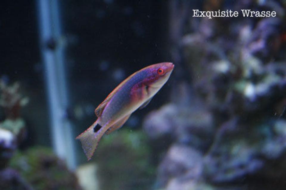saltwater fish - cirrhilabrus exquisitus - exquisite wrasse stocking in 120 gallons tank - Exquisite Wrasse