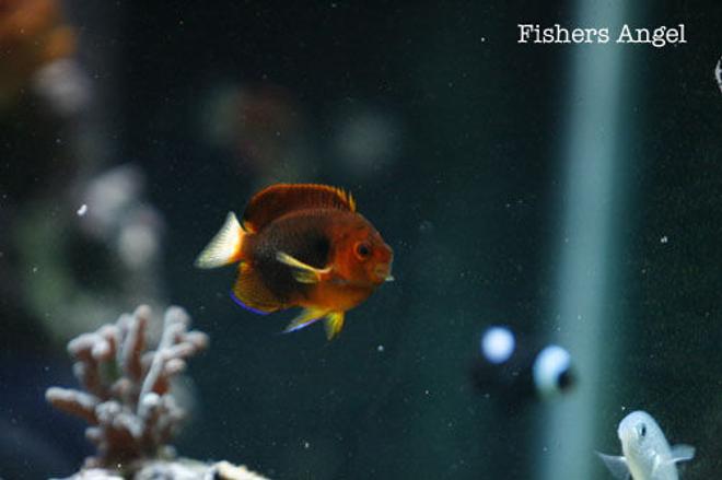 saltwater fish - centropyge fisheri - fisher's angelfish stocking in 120 gallons tank - Fishers angel