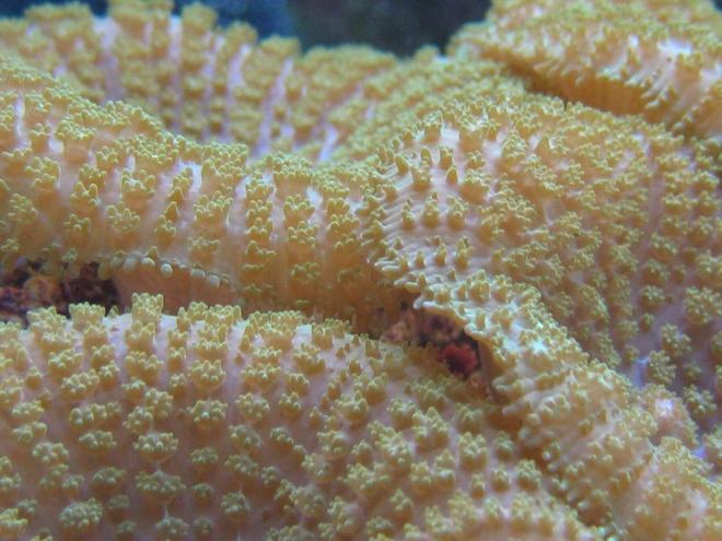 corals inverts - rhodactis indosinensis - hairy mushroom stocking in 125 gallons tank - Gotta love those mushroom closeups