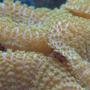 corals inverts - rhodactis indosinensis - hairy mushroom stocking in 125 gallons tank - Gotta love those mushroom closeups