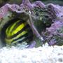 saltwater fish - meiacanthus grammistes - striped blenny stocking in 125 gallons tank - This black strip fang blenny has more personality than any fish I've ever seen. He loves to hide in his shell and pretend he's an eel.