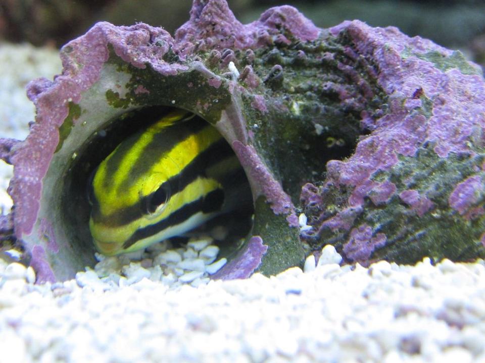 saltwater fish - meiacanthus grammistes - striped blenny stocking in 125 gallons tank - This black strip fang blenny has more personality than any fish I've ever seen.  He loves to hide in his shell and pretend he's an eel.