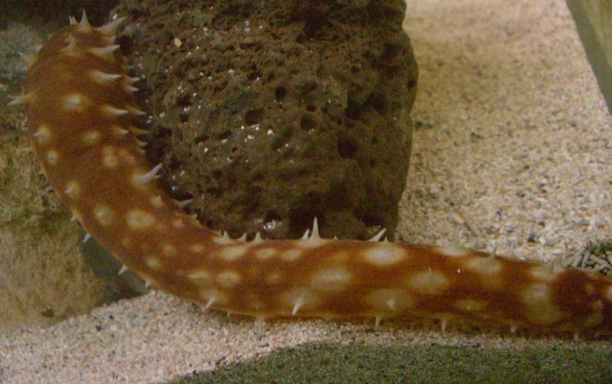 Rated #96: Corals Inverts - Holothuria Sp. - Sea Cucumber, Tiger Tail Stocking In 125 Gallons Tank - Spiny cucumber !!!