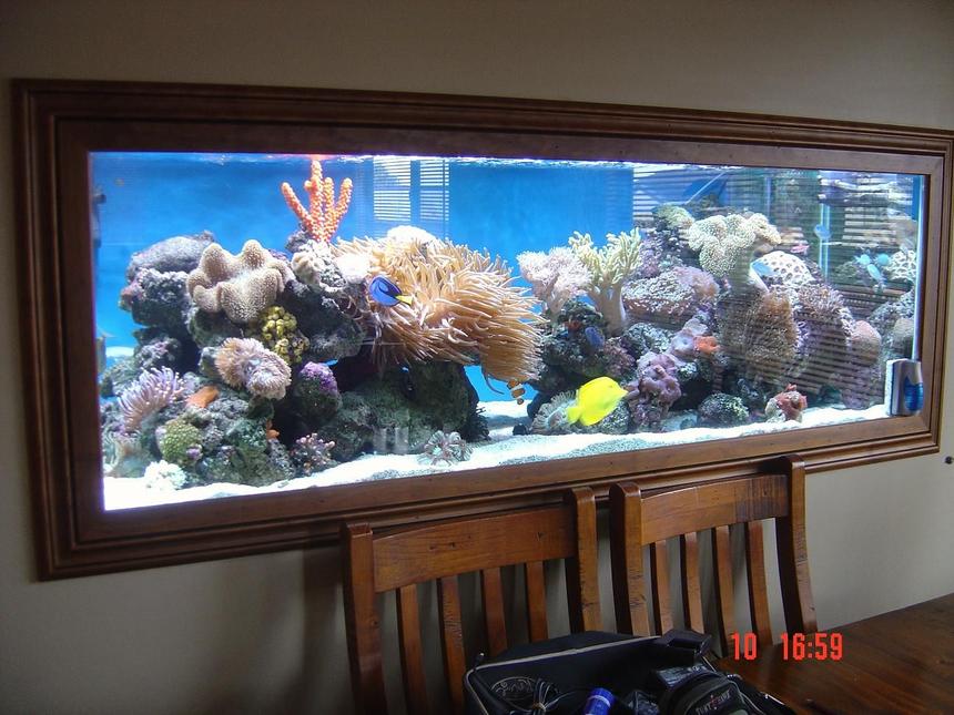 Rated #8: 185 Gallons Reef Tank - my tank