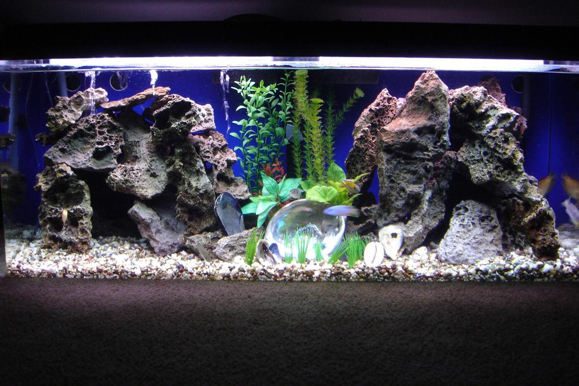 60 gallons freshwater fish tank (mostly fish and non-living decorations) - 60 gallon peacock tank rearranged.