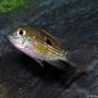 freshwater fish - aequidens rivulatus - green terror stocking in 36 gallons tank - Green Terror Cichlid