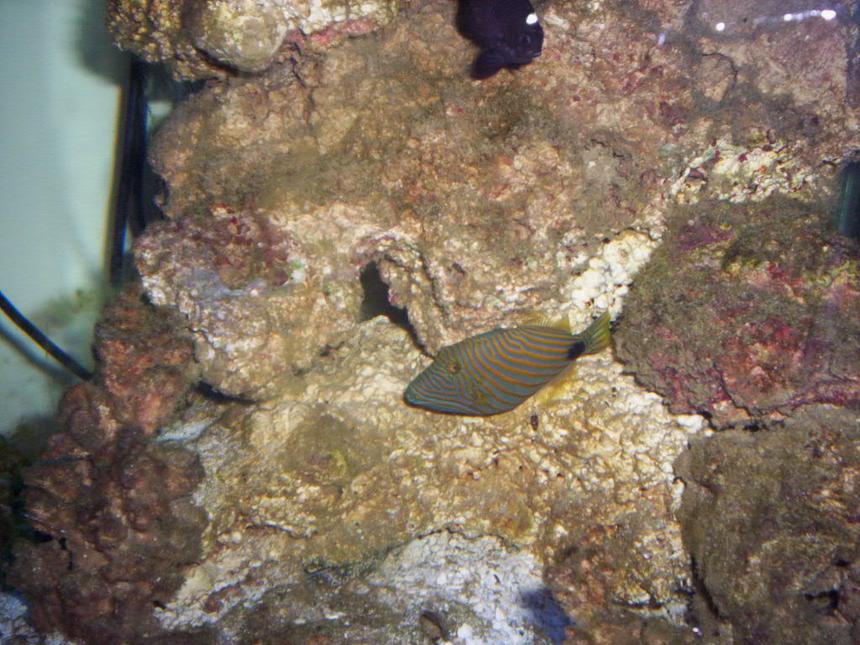 Rated #81: Saltwater Fish - Balistapus Undulatus - Undulate Triggerfish Stocking In 60 Gallons Tank - n/a