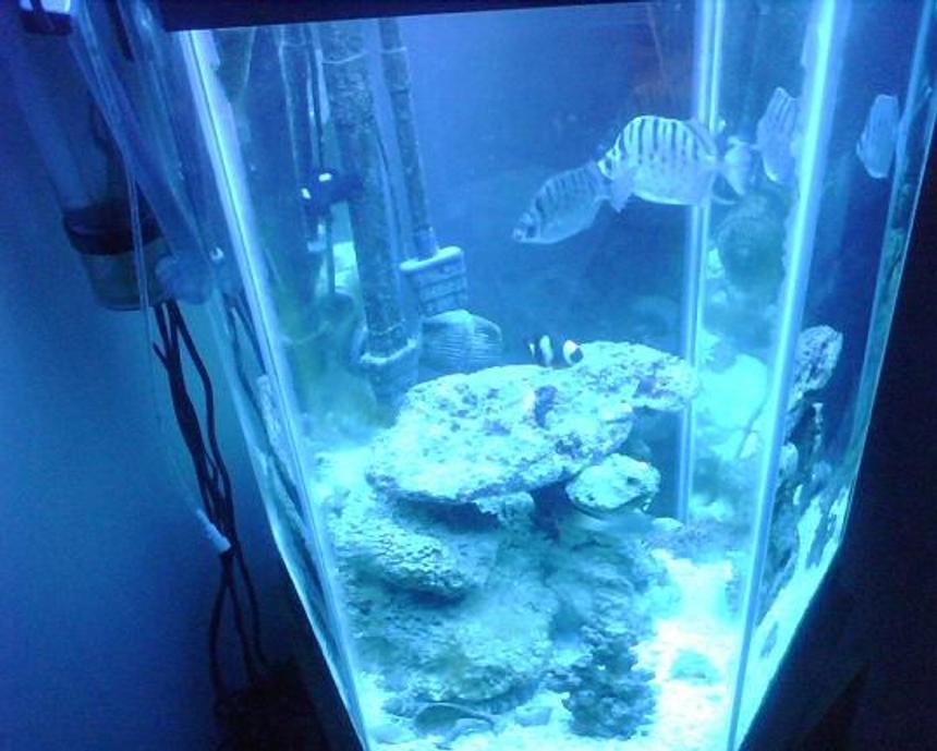 Rated #3386: 60 Gallons Freshwater Fish Tank - n/a