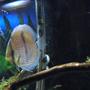 freshwater fish - symphysodon discus - heckel discus stocking in 55 gallons tank - Blue Heckel Discus