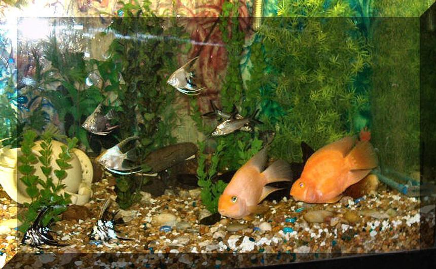 Rated #1583: Freshwater Fish - Heros Severus X Amphilophus Citrinellum - Blood Parrot Stocking In 120 Gallons Tank - My sweet blood parrots