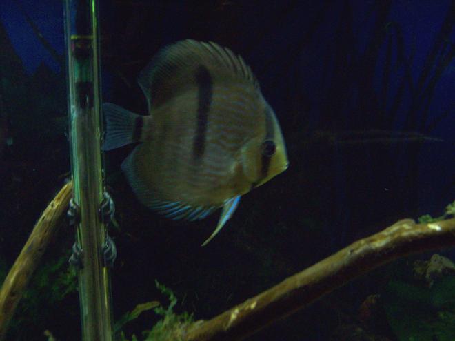freshwater fish - symphysodon discus - blue heckel discus stocking in 55 gallons tank - Blue Heckel Discus