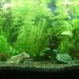 50 gallons planted tank (mostly live plants and fish) - My first tropical aquarium