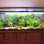 50 gallons planted tank (mostly live plants and fish) - all live plants nothing fake. amazon root wood. about 30 fish in this 50 gallon show tank